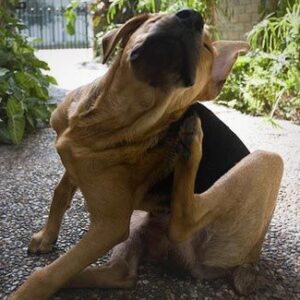 Parásitos externos que pueden atacar a su perro