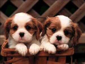 Los secretos del pedigree