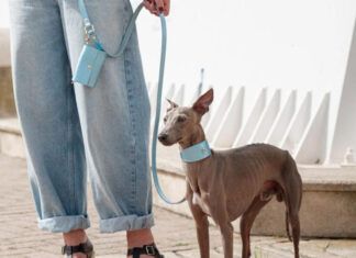 ¿Qué collar es el más adecuado para tu perro? collares para perros