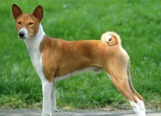 Basenji o Perro del Congo Basenji o Perro del Congo