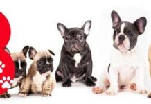 Nombres para Perros Machos que Empiezan por (B) ¿Cuál te Gusta Más? Nombres para Perros Machos que Empiezan por B