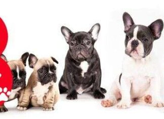 Nombres para Perros Machos que Empiezan por (B) ¿Cuál te Gusta Más? Nombres para Perros Machos que Empiezan por B