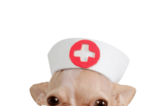 Primeros Auxilios para nuestro Perro