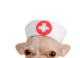 Primeros Auxilios para nuestro Perro