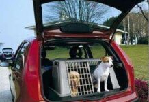 Consejos para Viajar con tu Perro en Coche