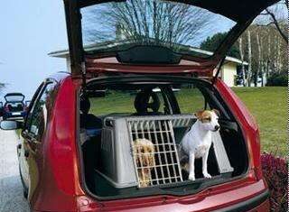 Consejos para Viajar con tu Perro en Coche