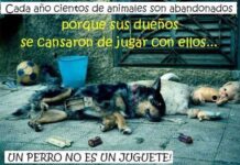 Abandonos de animales en navidad