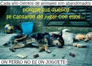 Abandonos de animales en navidad