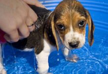 Dando el primer Baño al Cachorro