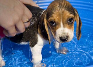 Dando el primer Baño al Cachorro