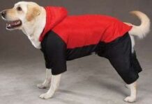 ¿Es necesario abrigar a nuestro perro? abrigo para perros
