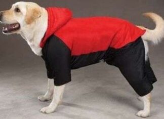 ¿Es necesario abrigar a nuestro perro? abrigo para perros