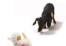 Ajo para los Perros ¿Es perjudicial? Ajo para los Perros ¿Es perjudicial?