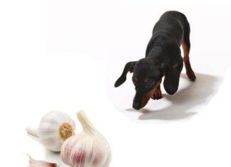Ajo para los Perros ¿Es perjudicial? Ajo para los Perros ¿Es perjudicial?