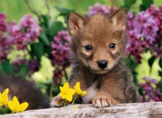 La Primavera y los Cachorros