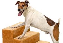 Mega esófago en perros