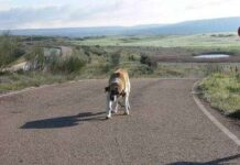 Qué hacer si encontramos un perro abandonado