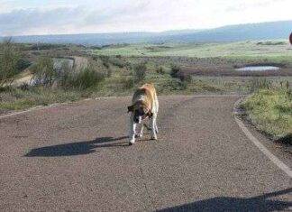Qué hacer si encontramos un perro abandonado