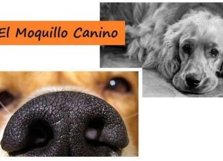 Moquillo Canino ¡Síntomas, Características y Tratamiento! El Moquillo Canino ¡Síntomas y Tratamiento!