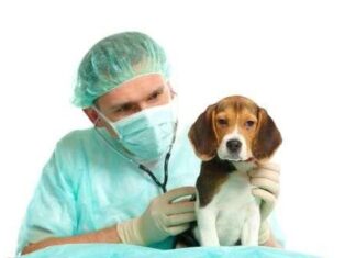 Las Hernias Umbilicales en Cachorros: Todo lo que debes saber hernias umbilicales perros