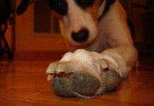 ¿Cómo Cortar las Uñas a los Perros? Uñas de perro