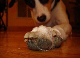 ¿Cómo Cortar las Uñas a los Perros? Uñas de perro