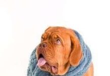 7 maneras de tratar la Tos de tu Perro