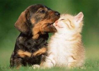 Fotos de Perros y Gatos Juntos perro y gato jugando
