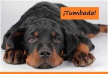 Cómo Enseñar a un Perro a Tenderse en el Suelo Ensenar al Perro a Tumbarse