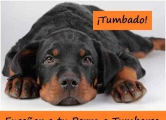 Cómo Enseñar a un Perro a Tenderse en el Suelo Ensenar al Perro a Tumbarse