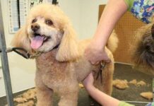 ¿Cortar el Pelo al Perro en Verano… o NO? cortar pelo perro verano