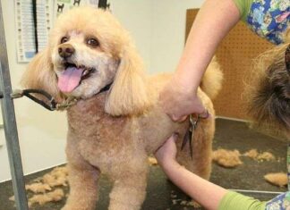 ¿Cortar el Pelo al Perro en Verano… o NO? cortar pelo perro verano