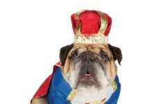 Jerarquía del Perro en nuestra Casa