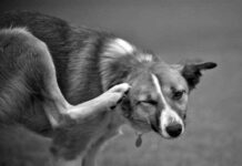 Tratamientos Básicos para las Pulgas