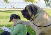 Fotos de Perros Gigantes perros gigantes