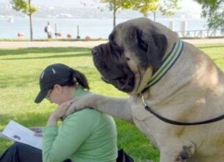 Fotos de Perros Gigantes perros gigantes