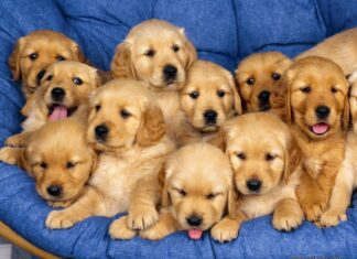 Golden Retriever