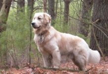 Caracteristicas razas