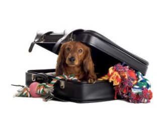 Viajar con Perros
