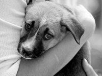 ¿Sabes cómo acariciar correctamente a tu perro?