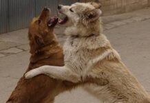 ¿Cómo reaccionar ante una pelea de perros?