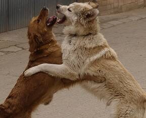 ¿Cómo reaccionar ante una pelea de perros?