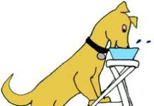 Tratamiento no quirúrgico Perros con Mega Esófago