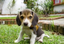 Una cama confortable para tu perro