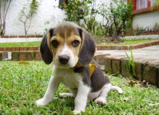 Perros de caza