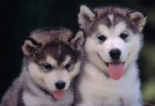 Husky Siberiano