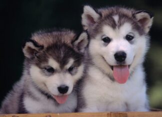 Husky Siberiano