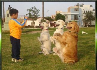 Educación canina