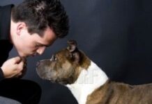 Sangre en las heces de los perros