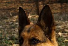 Cuidados del Pastor Alemán